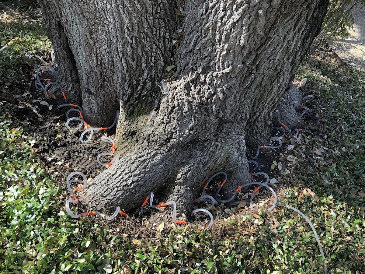 Detailed Tree Cabling and Bracing job site in Rancho Santa Margarita