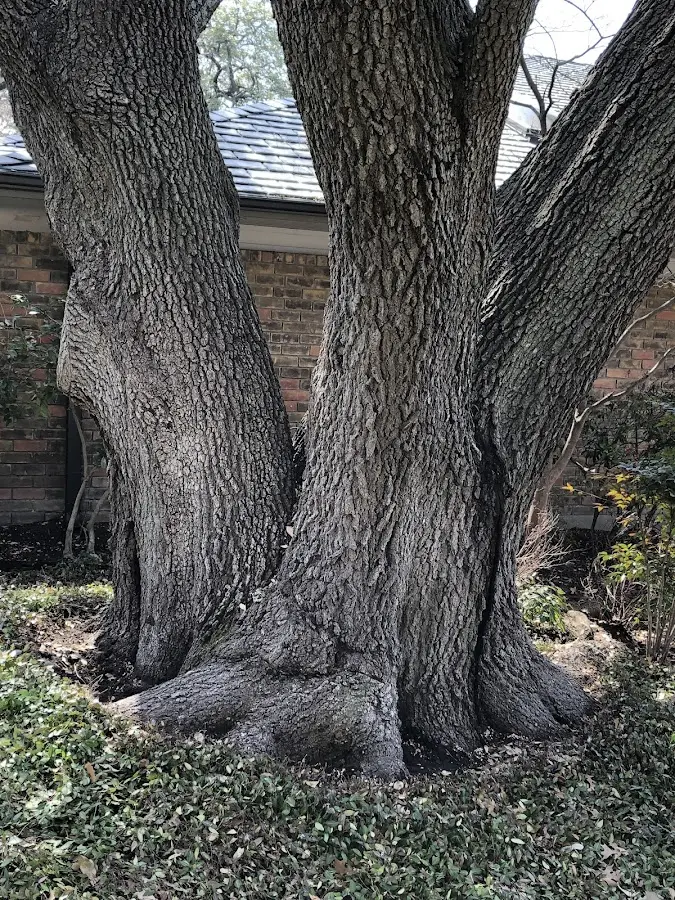 Mature heritage tree close to a Rancho Santa Margarita property cared for by certified arborists